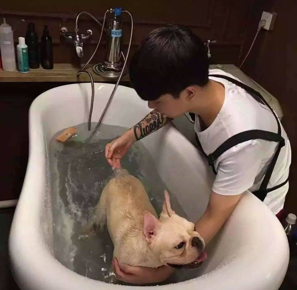 寵物SPA機沖涼