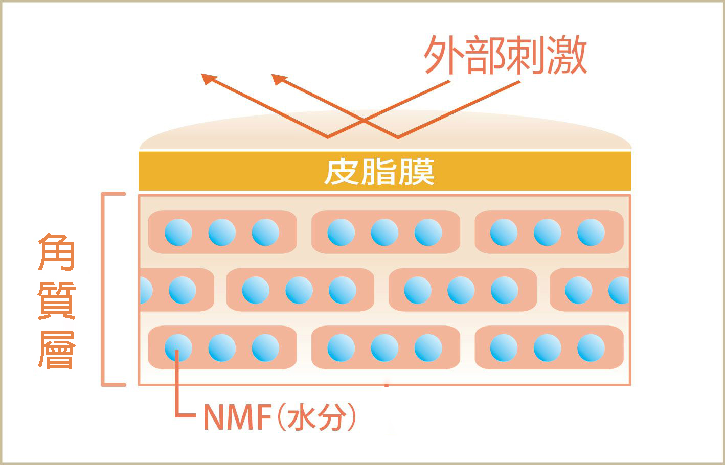 皮膚厚度組織